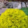 King's Gold Sawara False Cypress - 7 Gallon Pot -Garden Plants Shop chamaecyparis pisifera kings gold false cypress 7