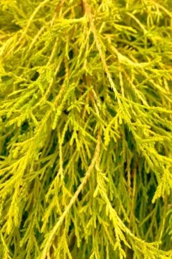 King's Gold Sawara False Cypress - 7 Gallon Pot -Garden Plants Shop chamaecyparis pisifera kings gold false cypress 9