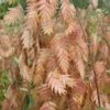 Upland Sea Oats (Chasmanthium Latifolium) - 8 Pack Of 1 Gallon Pots -Garden Plants Shop chasmanthium latifolium upland sea oats 100