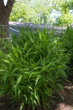 Upland Sea Oats (Chasmanthium Latifolium) - 8 Pack Of 1 Gallon Pots -Garden Plants Shop chasmanthium latifolium upland sea oats 101