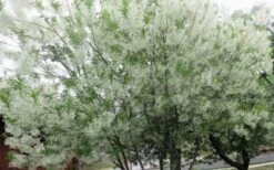 Grancy Graybeard - White Fringe Tree - 3 Gallon Pot -Garden Plants Shop chionanthus virginicus grancy greybeard multi stem tree 4