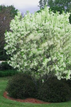 Grancy Graybeard - White Fringe Tree - 3 Gallon Pot -Garden Plants Shop chionanthus virginicus grancy greybeard multi stem tree 5