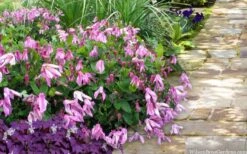 Alionushka Clematis - 1 Gallon Pot -Garden Plants Shop clematis alionushka 10