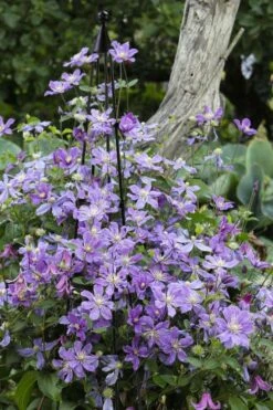 Arabella Clematis - 1 Gallon Pot -Garden Plants Shop clematis arabella 10