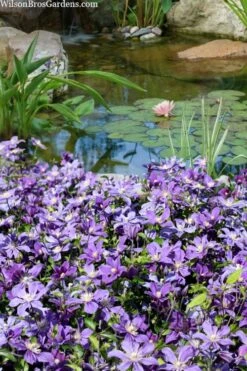 Arabella Clematis - 1 Gallon Pot -Garden Plants Shop clematis arabella 13