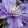 Arabella Clematis - 1 Gallon Pot -Garden Plants Shop clematis arabella 15
