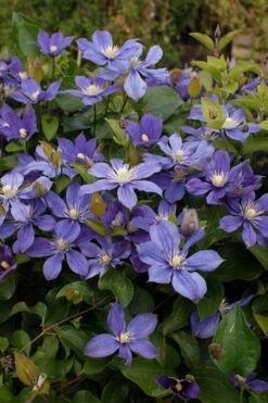 Arabella Clematis - 1 Gallon Pot -Garden Plants Shop clematis arabella 3