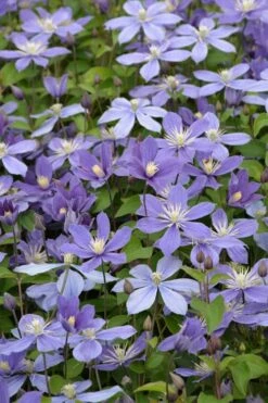 Arabella Clematis - 1 Gallon Pot -Garden Plants Shop clematis arabella 5