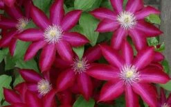 Bourbon Clematis - 1 Gallon Pot -Garden Plants Shop clematis bourbon 4