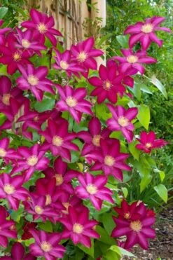 Bourbon Clematis - 1 Gallon Pot -Garden Plants Shop clematis bourbon 5