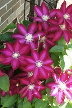 Bourbon Clematis - 1 Gallon Pot -Garden Plants Shop clematis bourbon 8