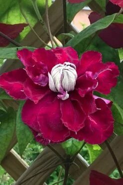 Charmaine Clematis - 1 Gallon Pot -Garden Plants Shop clematis charmaine 1