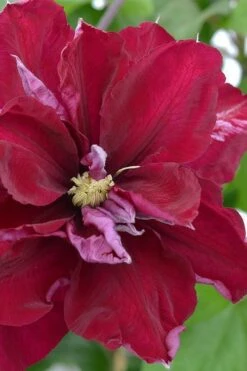 Charmaine Clematis - 1 Gallon Pot -Garden Plants Shop clematis charmaine 2