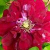Charmaine Clematis - 1 Gallon Pot -Garden Plants Shop clematis charmaine 3