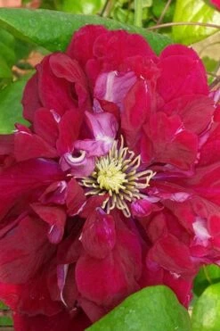 Charmaine Clematis - 1 Gallon Pot -Garden Plants Shop clematis charmaine 500x750 1