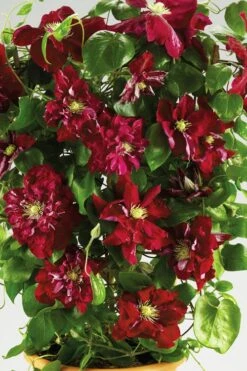Charmaine Clematis - 1 Gallon Pot -Garden Plants Shop clematis charmaine 6
