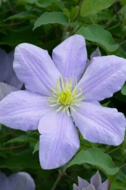 Chelsea Clematis - 1 Gallon Pot -Garden Plants Shop clematis chelsea 1