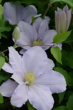 Chelsea Clematis - 1 Gallon Pot -Garden Plants Shop clematis chelsea 4