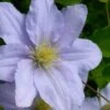 Chelsea Clematis - 1 Gallon Pot -Garden Plants Shop clematis chelsea 5