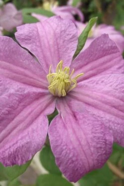 Comtesse De Bouchaud Clematis - 1 Gallon Pot -Garden Plants Shop clematis comtesse de bouchaud 1