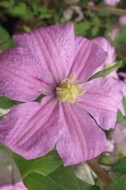 Comtesse De Bouchaud Clematis - 1 Gallon Pot -Garden Plants Shop clematis comtesse de bouchaud 2