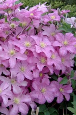 Comtesse De Bouchaud Clematis - 1 Gallon Pot -Garden Plants Shop clematis comtesse de bouchaud 3