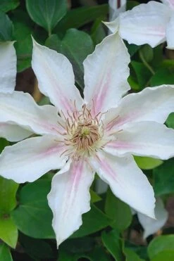 Corinne Clematis - 1 Gallon Pot -Garden Plants Shop clematis corinne 14