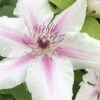 Corinne Clematis - 1 Gallon Pot 1 Corinne Clematis - 1 Gallon Pot -Garden Plants Shop clematis corinne 16
