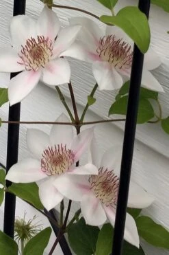 Corinne Clematis - 1 Gallon Pot -Garden Plants Shop clematis corinne 17