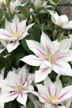 Corinne Clematis - 1 Gallon Pot -Garden Plants Shop clematis corinne 2