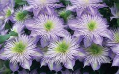 Crystal Fountain Clematis - 1 Gallon Pot -Garden Plants Shop clematis crystal fountain 2