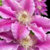 Dr. Ruppel Clematis - 1 Gallon Pot -Garden Plants Shop clematis dr ruppel 10