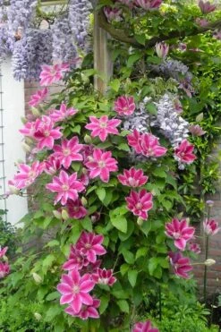 Dr. Ruppel Clematis - 1 Gallon Pot -Garden Plants Shop clematis dr ruppel 12