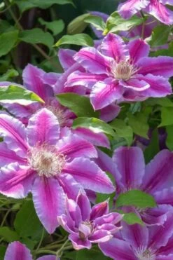 Dr. Ruppel Clematis - 1 Gallon Pot -Garden Plants Shop clematis dr ruppel 4