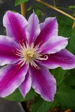 Dr. Ruppel Clematis - 1 Gallon Pot -Garden Plants Shop clematis dr ruppel 7