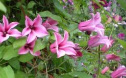 Duchess Of Albany Clematis - 1 Gallon Pot -Garden Plants Shop clematis duchess of albany 5