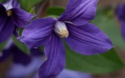 Durandii Clematis - 1 Gallon Pot -Garden Plants Shop clematis durandii 12