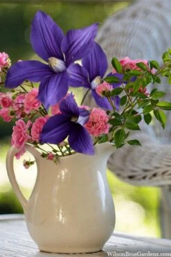 Durandii Clematis - 1 Gallon Pot -Garden Plants Shop clematis durandii 13