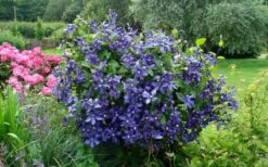 Durandii Clematis - 1 Gallon Pot -Garden Plants Shop clematis durandii 3