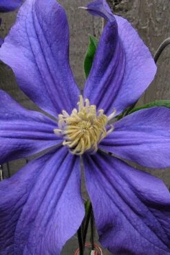 Durandii Clematis - 1 Gallon Pot -Garden Plants Shop clematis durandii 4