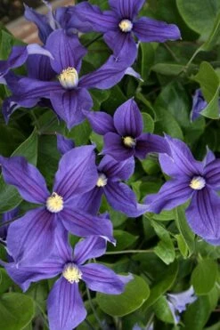Durandii Clematis - 1 Gallon Pot -Garden Plants Shop clematis durandii 5