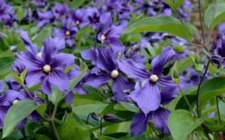 Durandii Clematis - 1 Gallon Pot -Garden Plants Shop clematis durandii 6