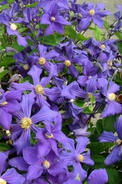 Durandii Clematis - 1 Gallon Pot -Garden Plants Shop clematis durandii 7