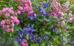 Durandii Clematis - 1 Gallon Pot -Garden Plants Shop clematis durandii 8