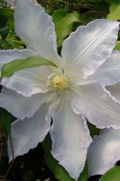 Gillian Blades Clematis - 1 Gallon Pot -Garden Plants Shop clematis gillian blades 5