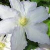Gillian Blades Clematis - 1 Gallon Pot -Garden Plants Shop clematis gillian blades 7