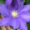 H. F. Young Clematis - 3 Gallon Pot -Garden Plants Shop clematis h f young 17 1