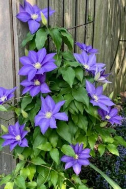 H. F. Young Clematis - 1 Gallon Pot -Garden Plants Shop clematis h f young 5