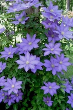 H. F. Young Clematis - 1 Gallon Pot -Garden Plants Shop clematis h f young 9