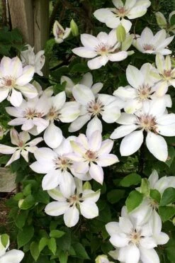 Henryi Clematis - 1 Gallon Pot -Garden Plants Shop clematis henryi 2